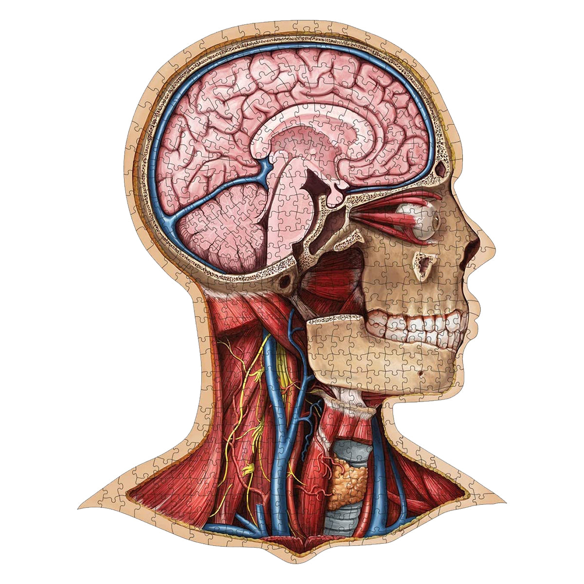 Dr Livingston Anatomy Jigsaw Puzzle The Human Head 538 Pieces