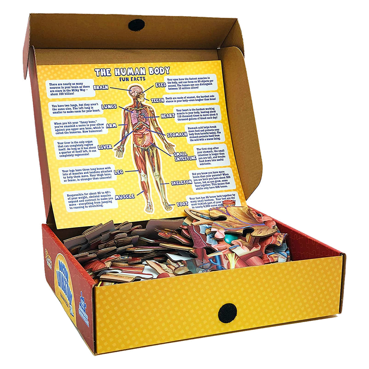Kid's 100 piece Anatomy Floor Puzzle