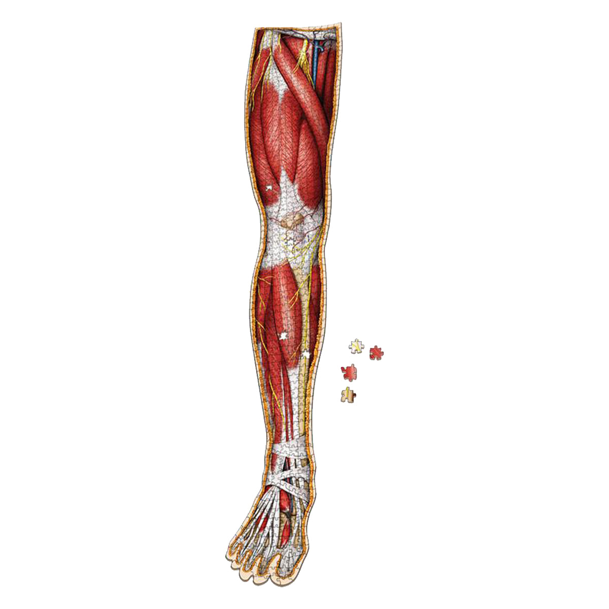 Dr Livingston Anatomy Jigsaw Puzzle The Human Right Leg 848 Pieces