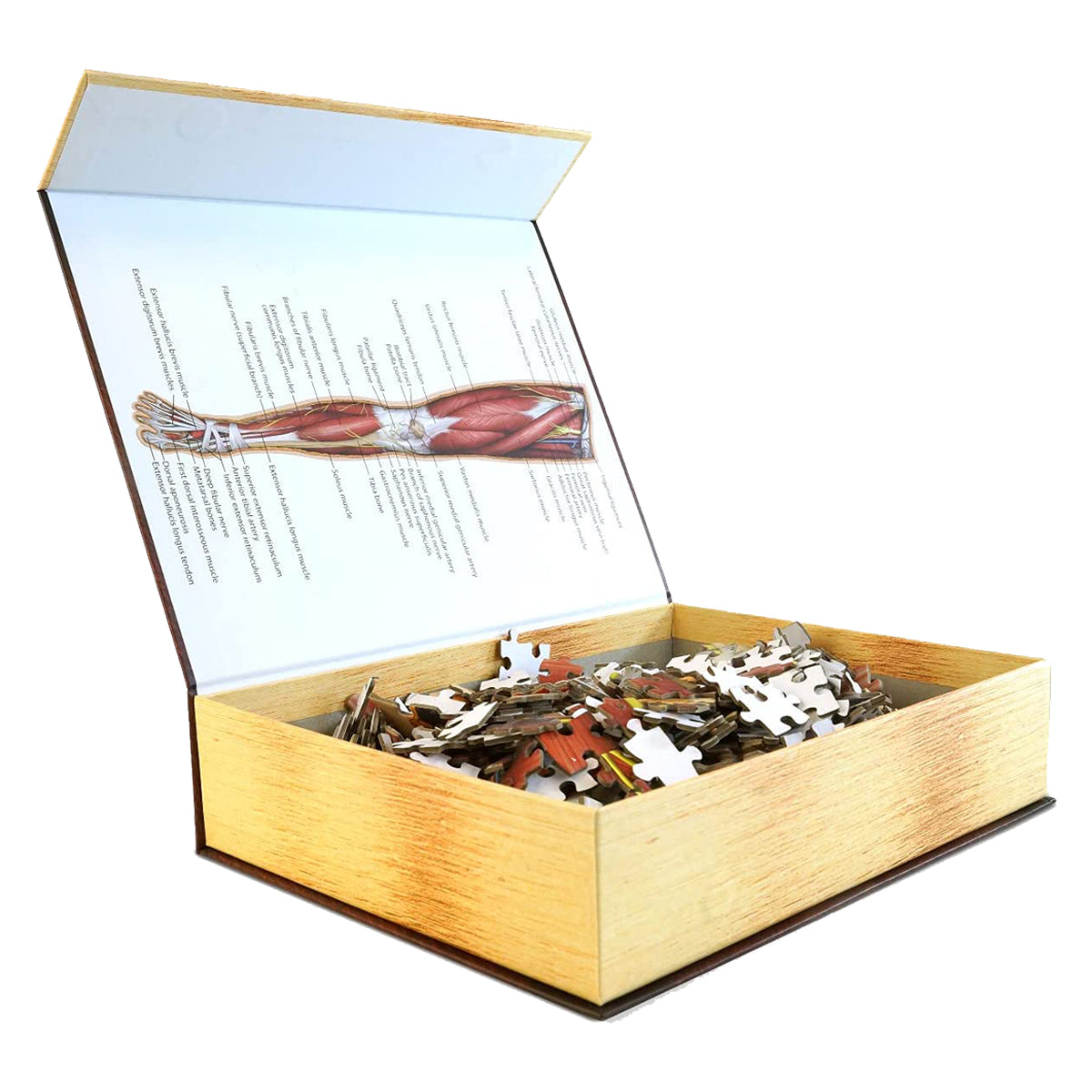 Dr Livingston Anatomy Jigsaw Puzzle The Human Left Leg 864 Pieces