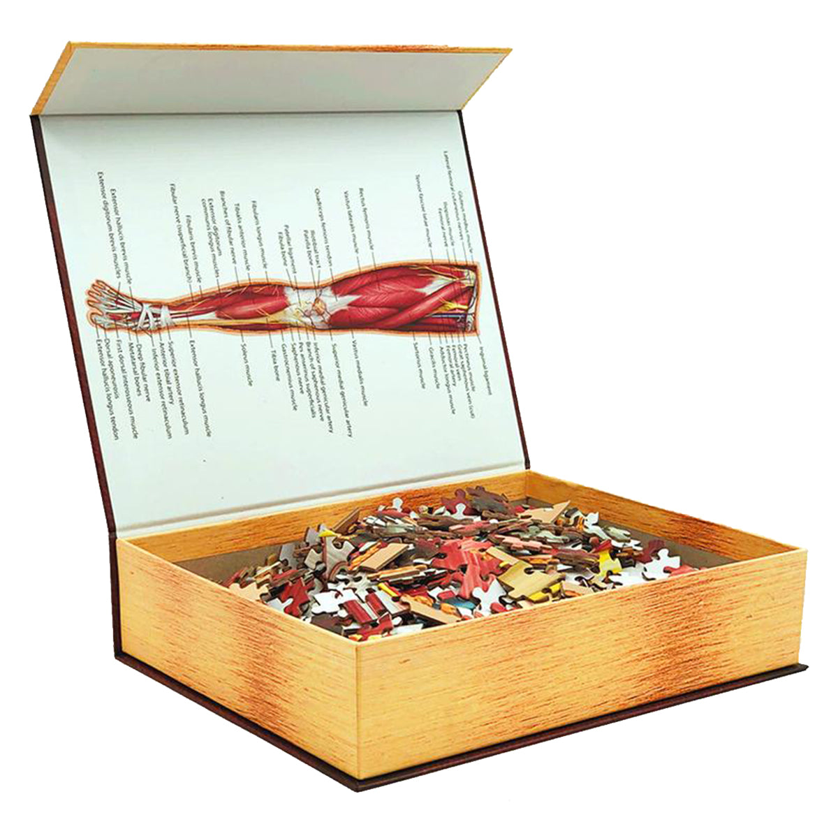 Dr Livingston Anatomy Jigsaw Puzzle The Human Right Leg 848 Pieces