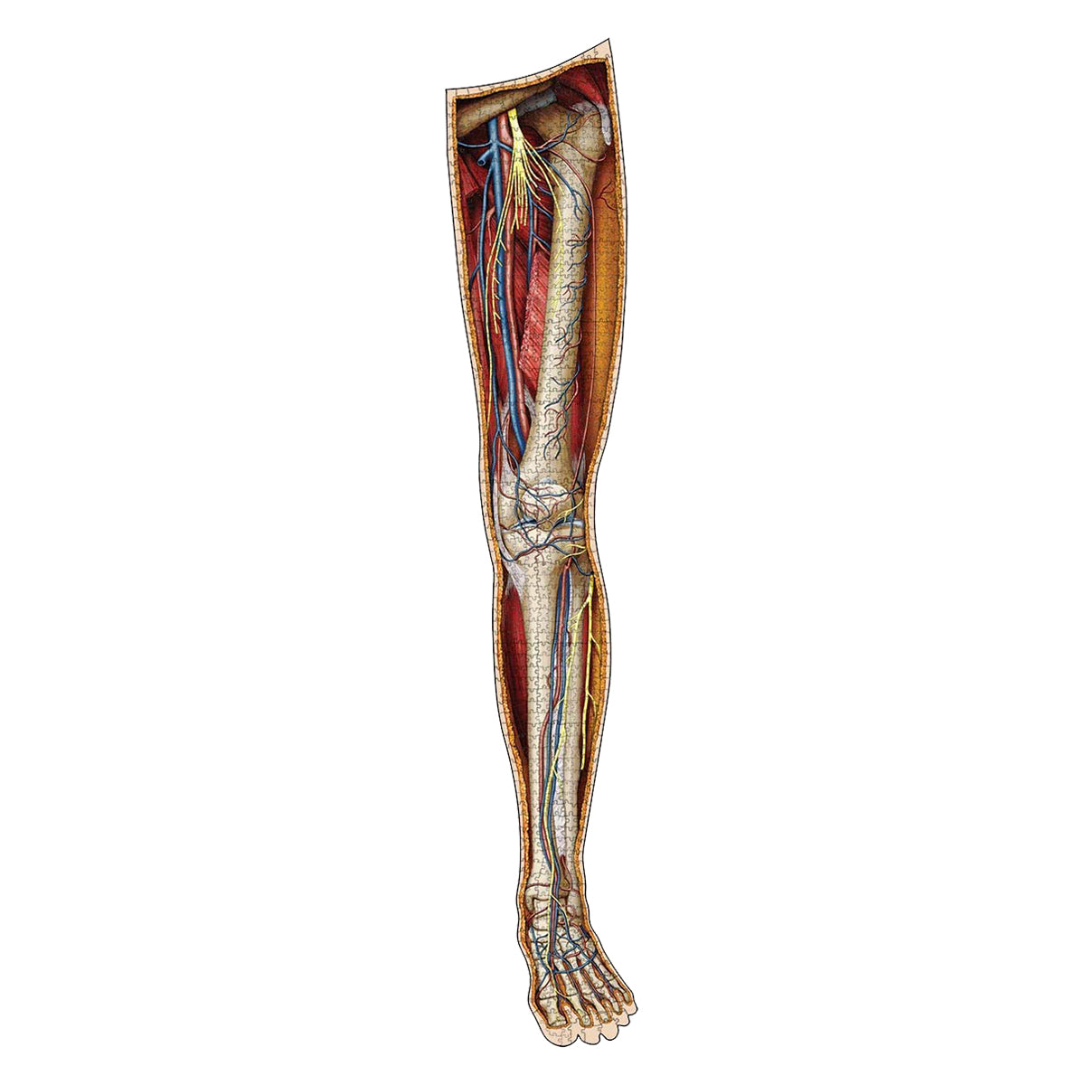 Dr Livingston Anatomy Jigsaw Puzzle The Human Left Leg 864 Pieces