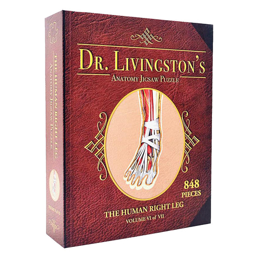 Dr Livingston Anatomy Jigsaw Puzzle The Human Right Leg 848 Pieces